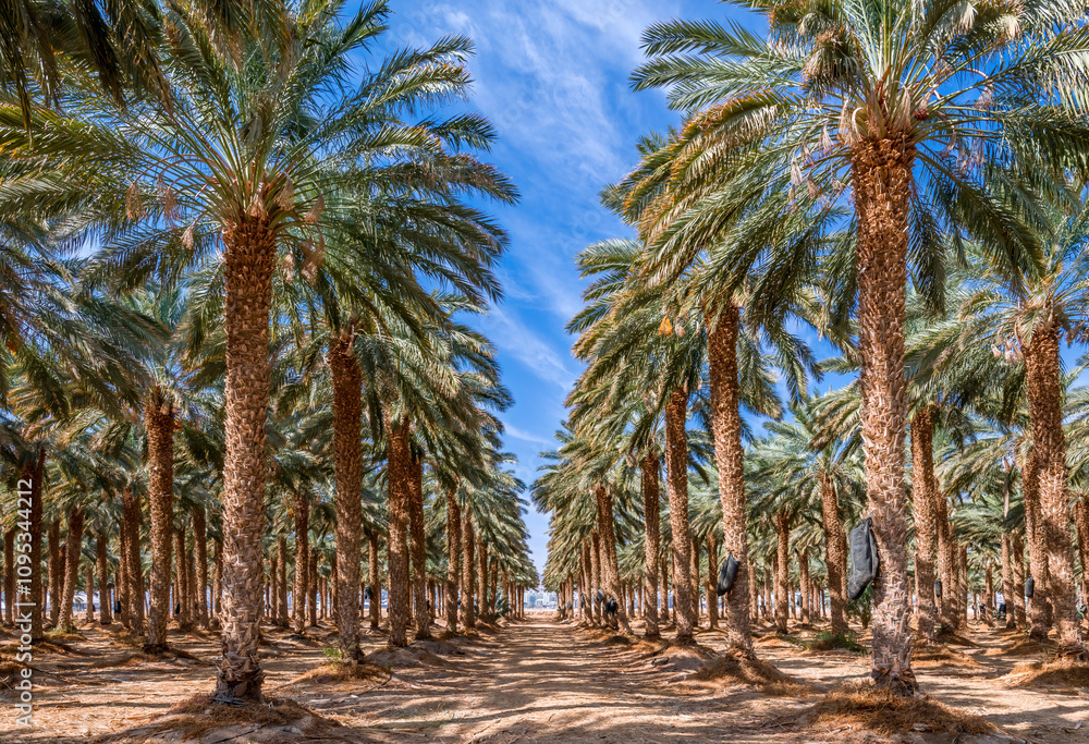 Date palms is ancient plant and famous food crop in Middle East and North Africa, today this farming is important element of advanced and sustainable agriculture, No AI tools were used Date palms is ancient plant and famous food crop in Middle East and North Africa, today this farming is important element of advanced and sustainable agriculture, No AI tools were used
