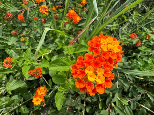 Orange yellow Lantana camara flowers. Selective focus. Bushes orange Lantana Camara smelly flowers. Close up view of the beautiful Lantana camara flower and has a soft backdrop of summer.
 photo