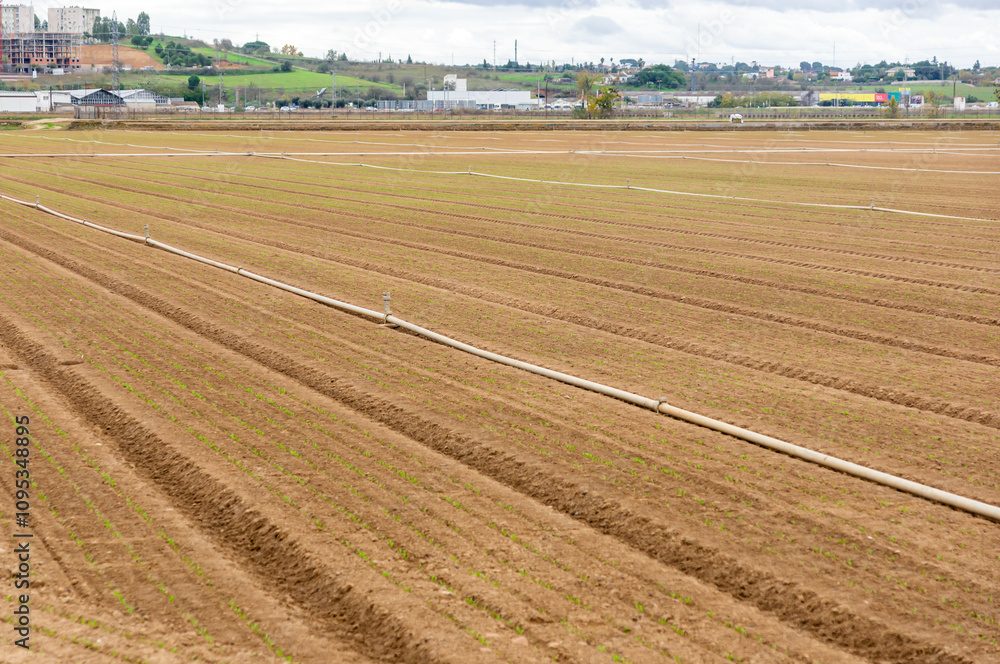 Preparation for Harvest: Onion Field with Sprinkler Irrigation in Autumn. Preparation for Harvest: Onion Field with Sprinkler Irrigation in Autumn.