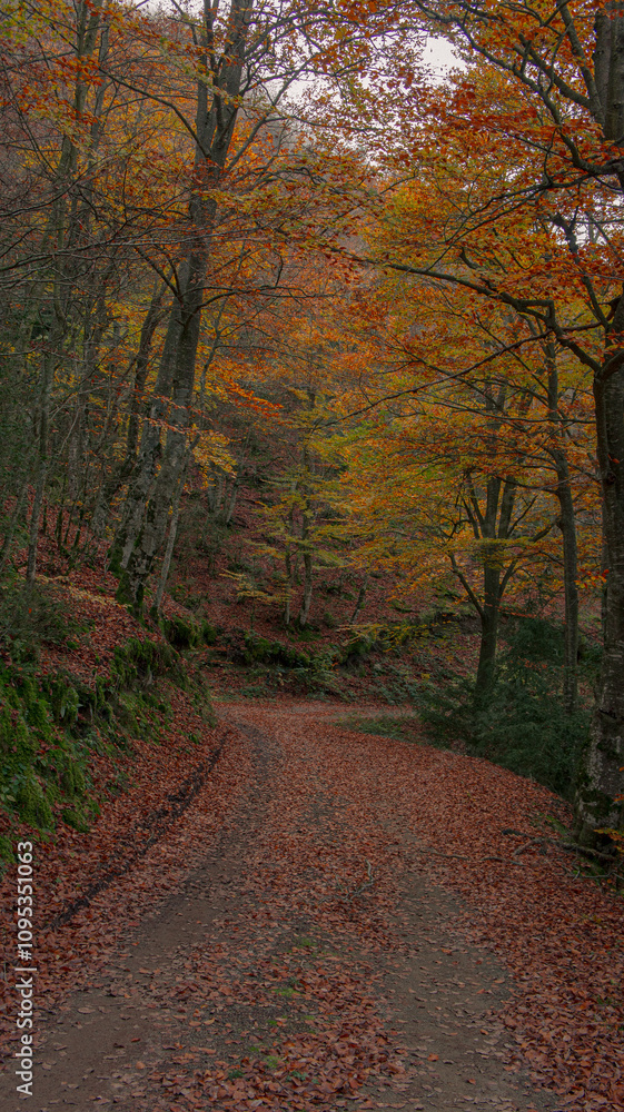 Obraz premium Camino de bosque en otoño