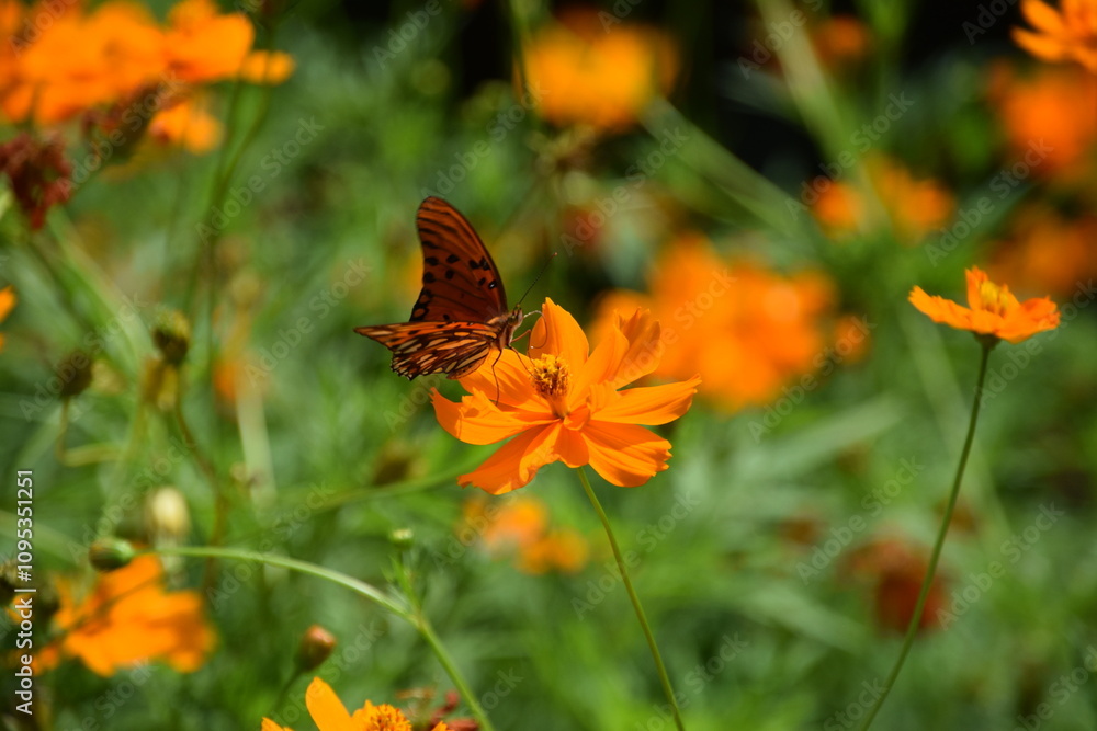 orange butterfly in an orange cosmos flowers meadow orange butterfly in an orange cosmos flowers meadow