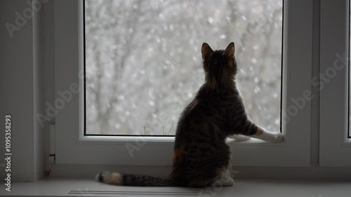 Cat gazing out the window as snow falls gently in a winter wonderland