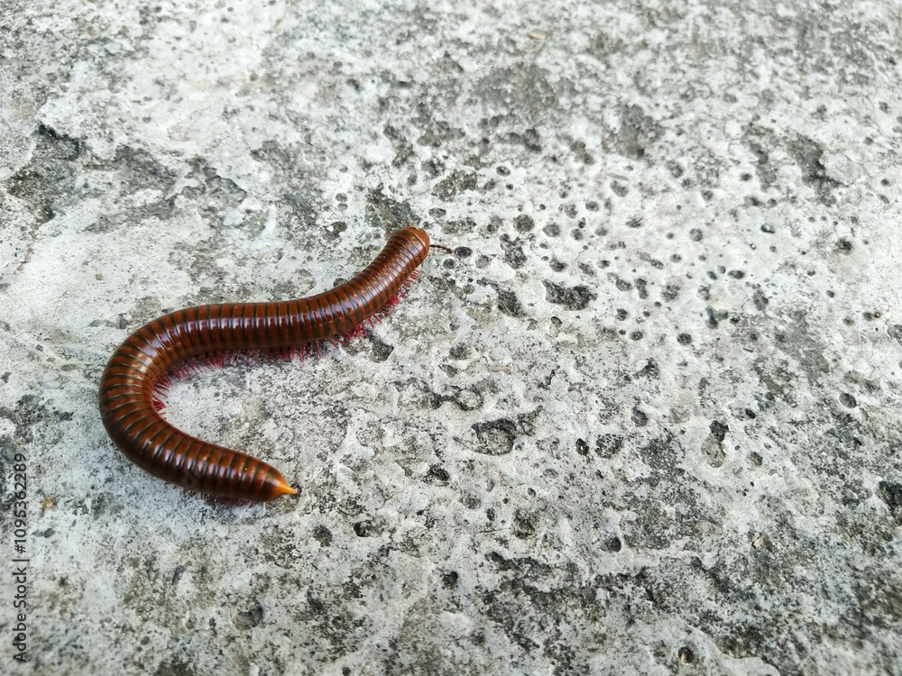 Millipedes Part 2 2
Luwing, a millipede animal, is round and red in color Millipedes Part 2 2
Luwing, a millipede animal, is round and red in color