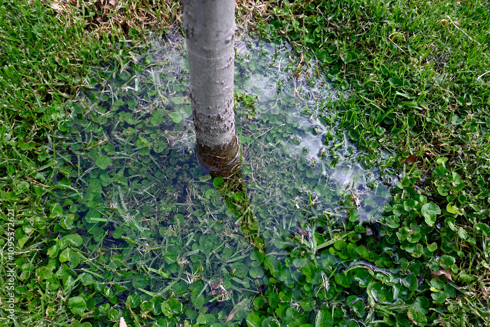 AGUA FRESCA Y PURA EN ÁRBOL RODEADO DE PASTO NATURAL AGUA FRESCA Y PURA EN ÁRBOL RODEADO DE PASTO NATURAL
