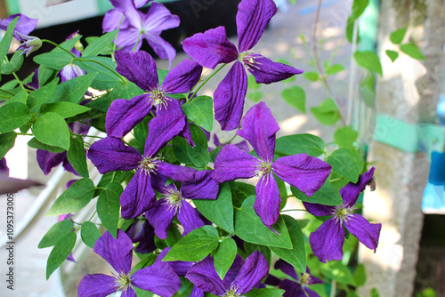 floral background bright purple flowers clematis in summer garden