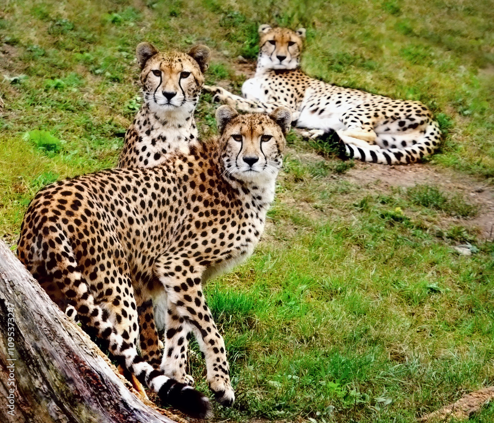 Cheetah family 