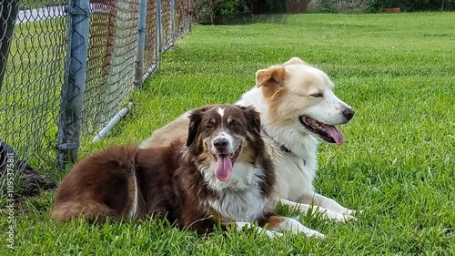Photography two happy dogs lying in the grass
