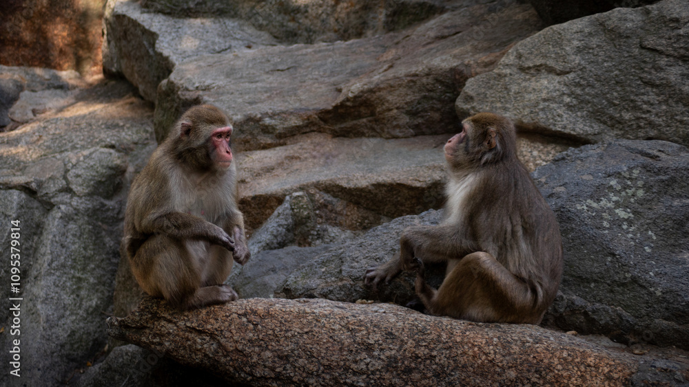 Two monkeys sitting and interacting on a rock surrounded by rugged terrain in a peaceful natural setting.
