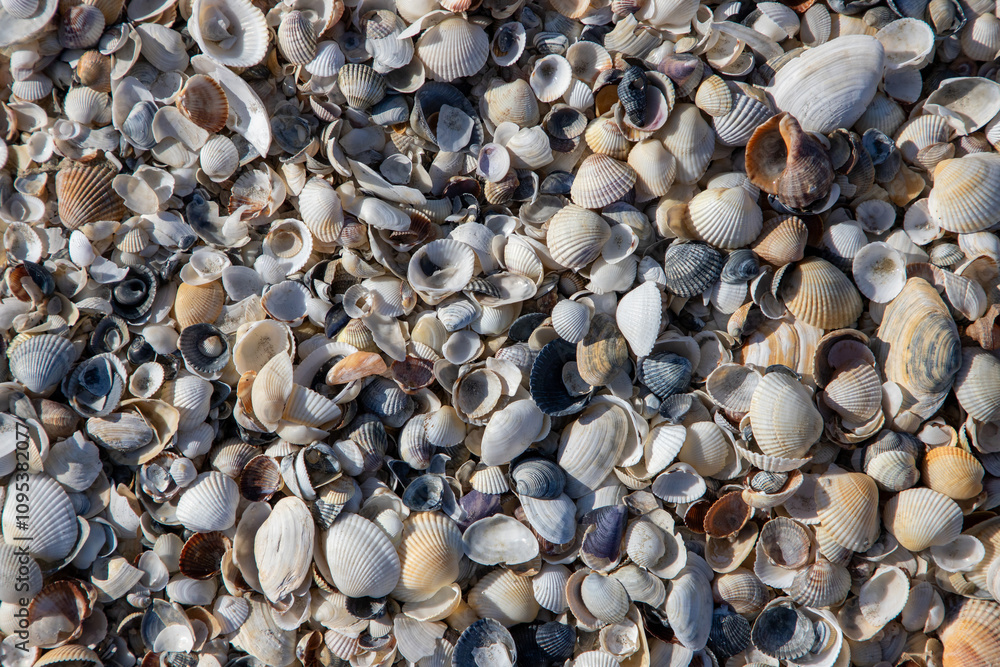 Close-up of various shells on the beach Close-up of various shells on the beach