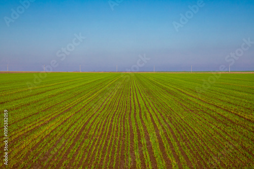 An agricultural field with young green wheat