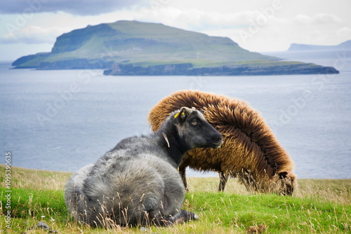 Sheep grazing near Nes on E...