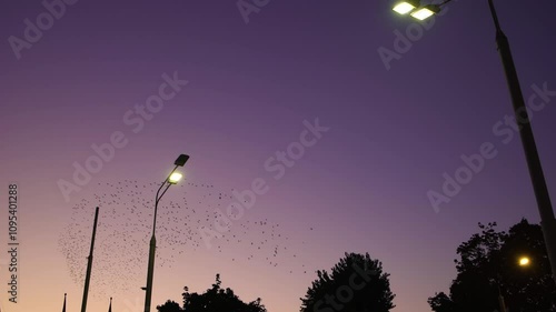Starling birds flying in a large group in the sky during sunset above the city. Flock murmuration in the sky that move in shape-shifting clouds before the night.