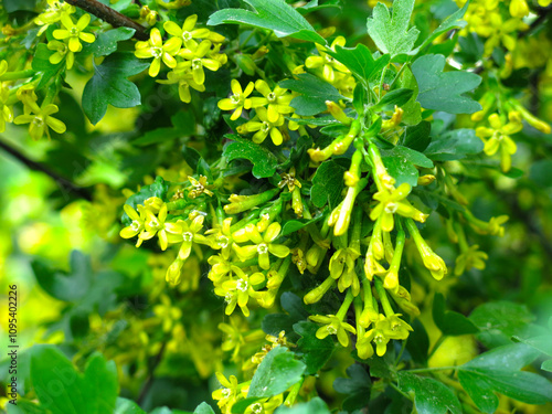 golden flowering currant (Ribes aureum) photo