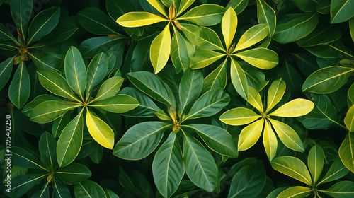 Nature-mad and human-made patterns