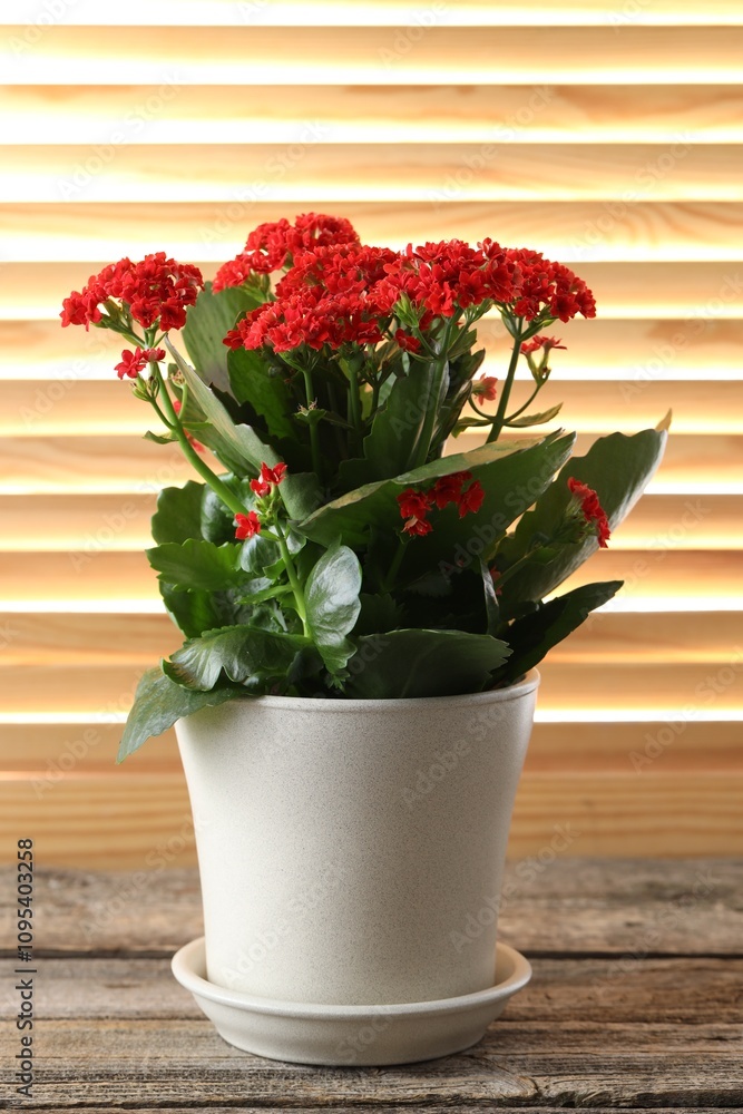 Fototapeta premium Beautiful red kalanchoe flower in pot on wooden table indoors