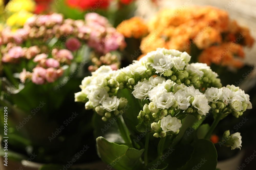 Many different beautiful kalanchoe flowers, closeup view Many different beautiful kalanchoe flowers, closeup view