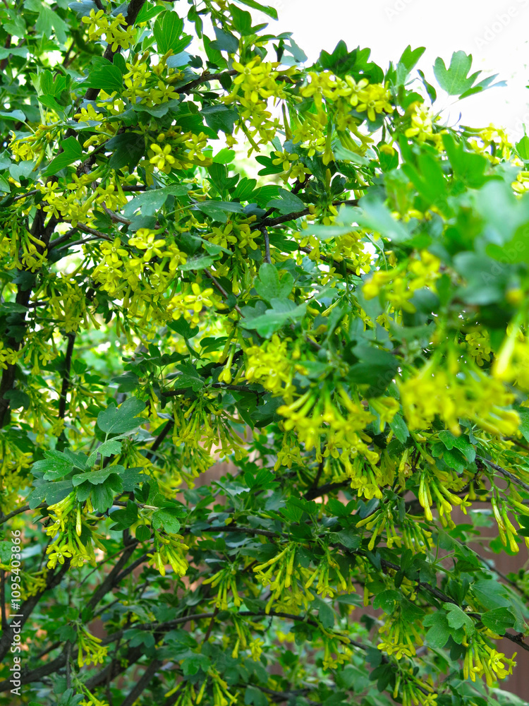 golden flowering currant (Ribes aureum) golden flowering currant (Ribes aureum)