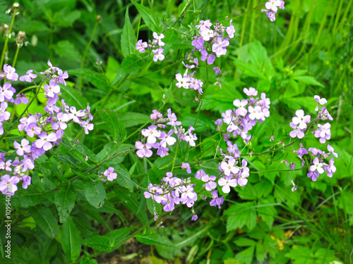 Vászonkép blooming purple vespers (night violet, Hesperis matronalis)