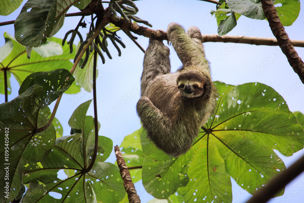 Fototapeta premium Costa Rica Rainforest Animals