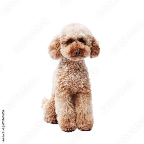 Cute Toy Poodle dog on white background. Lovely pet