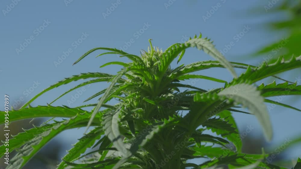 Marijuana plants on pot farm Marijuana plants on pot farm