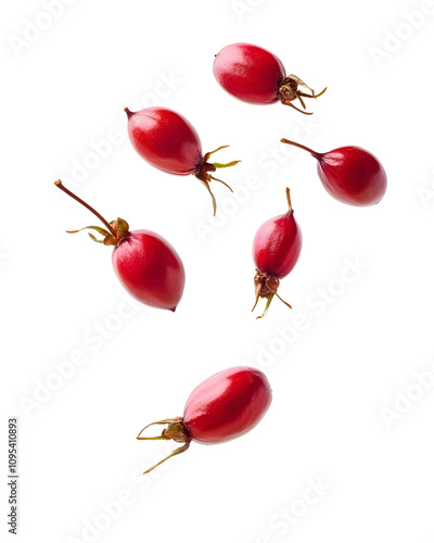 Falling Rose Hip isolated on white background, full depth of field
