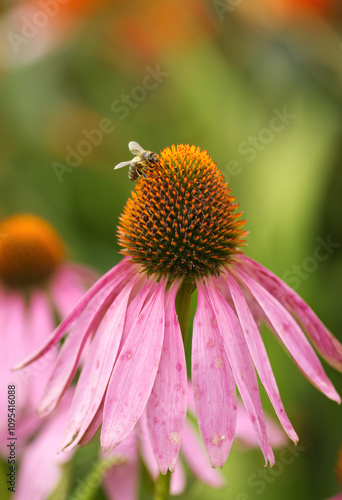 beautiful pink coneflower with bee, pretty pink flower with pollen pistil, pink petals and green background, coneflower and honey bee, pink echinacea and wild bee, orange pollen pistil