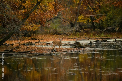 White-tail deer at Watkins Lake State Park, Michigan with autumn background.