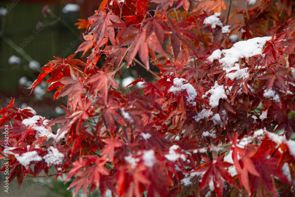 Fotografie background of Japanese maple in snow