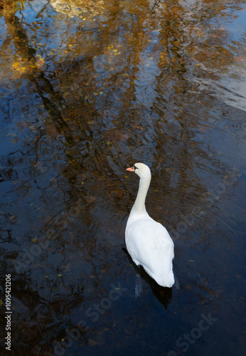 white swan on water in autumn top view photo