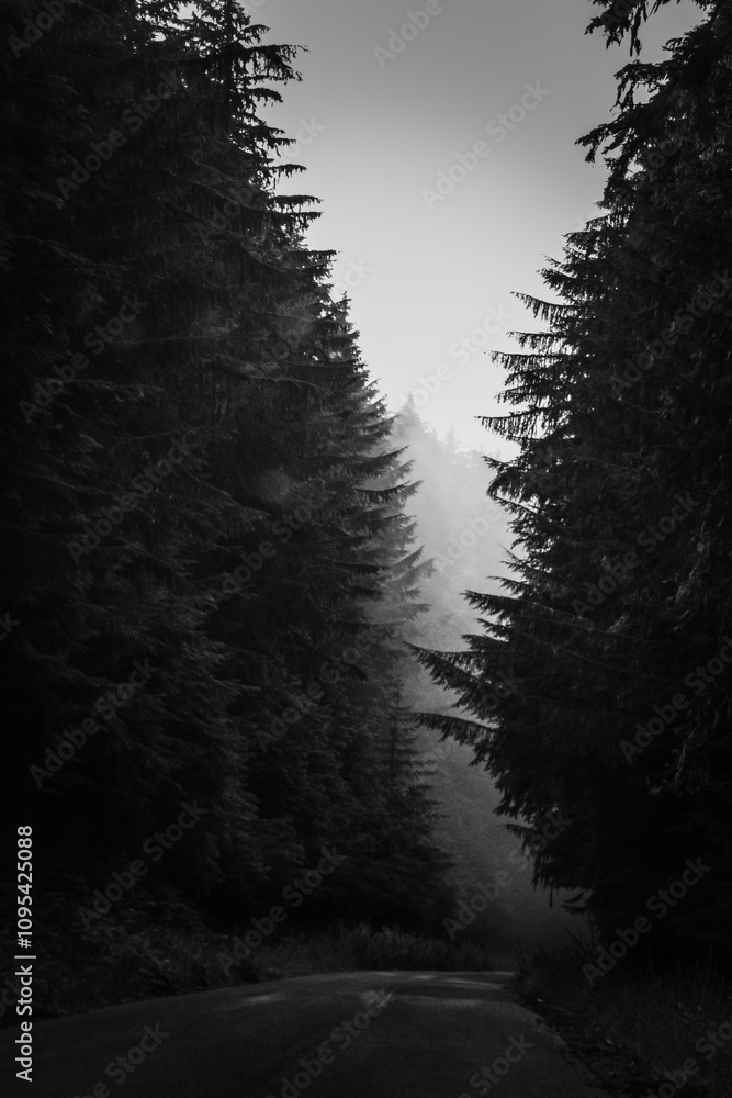 Obraz premium Foggy mountains