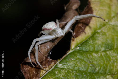 Nahaufnahme einer veränderlichen Krabbenspinne