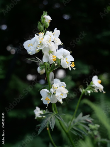 Polemonium caeruleum album
wielosił biały