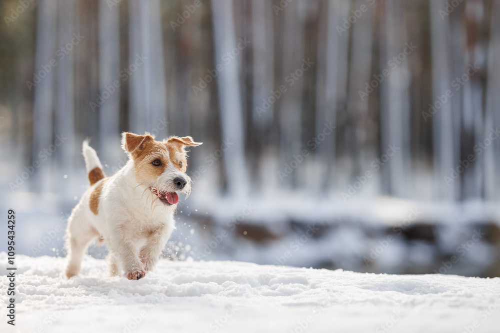 Hunting dog in the forest. Wirehaired Jack Russell Terrier on a walk. Pet runs on white snow in the park. Playing with an animal in nature Hunting dog in the forest. Wirehaired Jack Russell Terrier on a walk. Pet runs on white snow in the park. Playing with an animal in nature