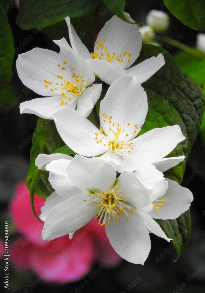 Obraz premium white and cream flowers with green leaves 