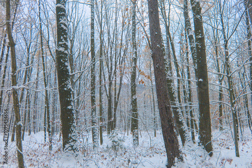 Serene winter forest blanketed in pristine snow, showcasing frosted trees, calm, cold atmosphere, feelings of peace, solitude