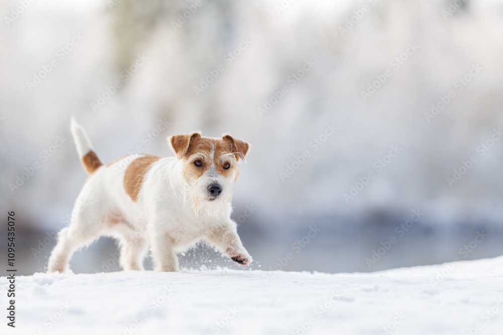 Hunting dog in the forest. Wirehaired Jack Russell Terrier on a walk. Pet runs on white snow in the park. Playing with an animal in nature Hunting dog in the forest. Wirehaired Jack Russell Terrier on a walk. Pet runs on white snow in the park. Playing with an animal in nature
