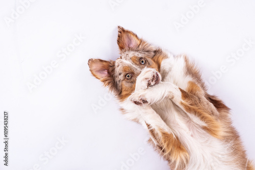 Hund liegt auf dem Rücken und schämt sich