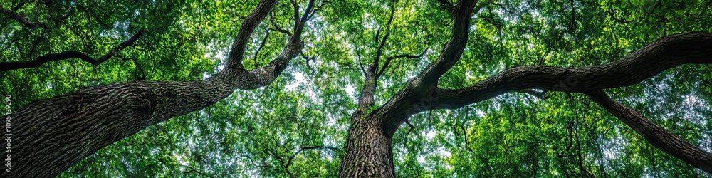 A dense forest is home to towering trees, their branches reaching skywards, intertwining to create a natural canopy of green. A dense forest is home to towering trees, their branches reaching skywards, intertwining to create a natural canopy of green.