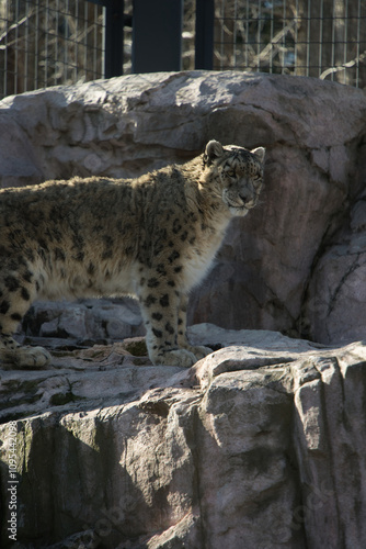 円山動物園の撮影したユキヒョウ photo