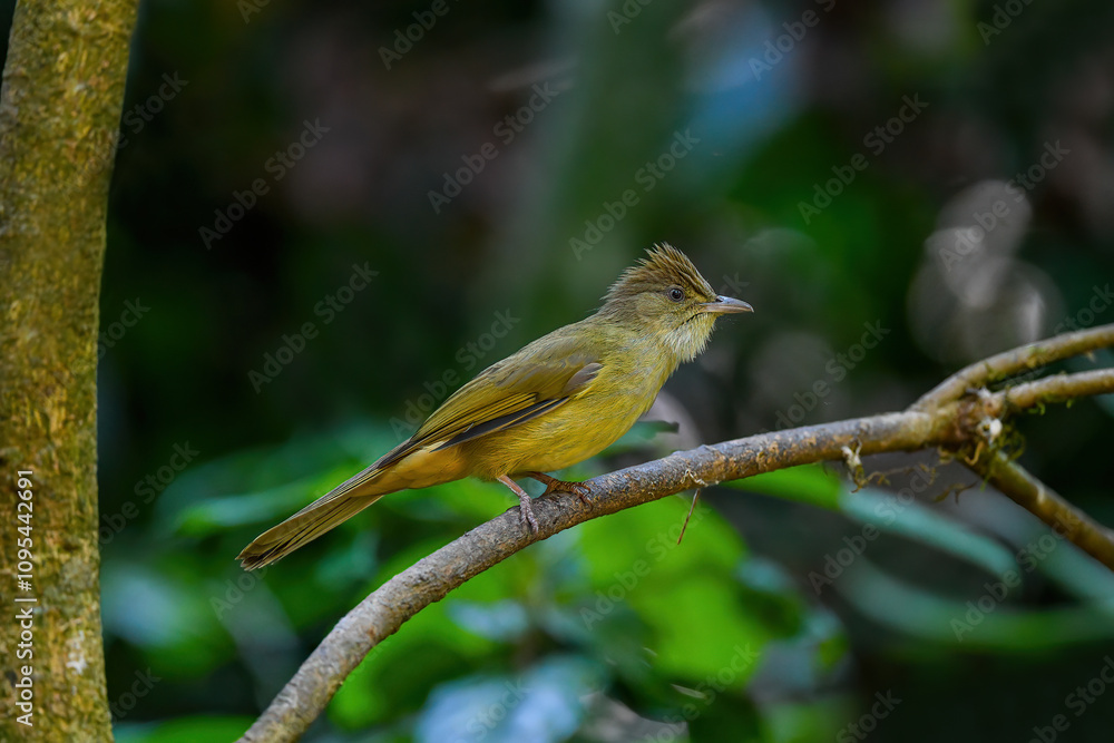 Thailand, bird and wildlife. Ochraceous bulbul on tree branch.