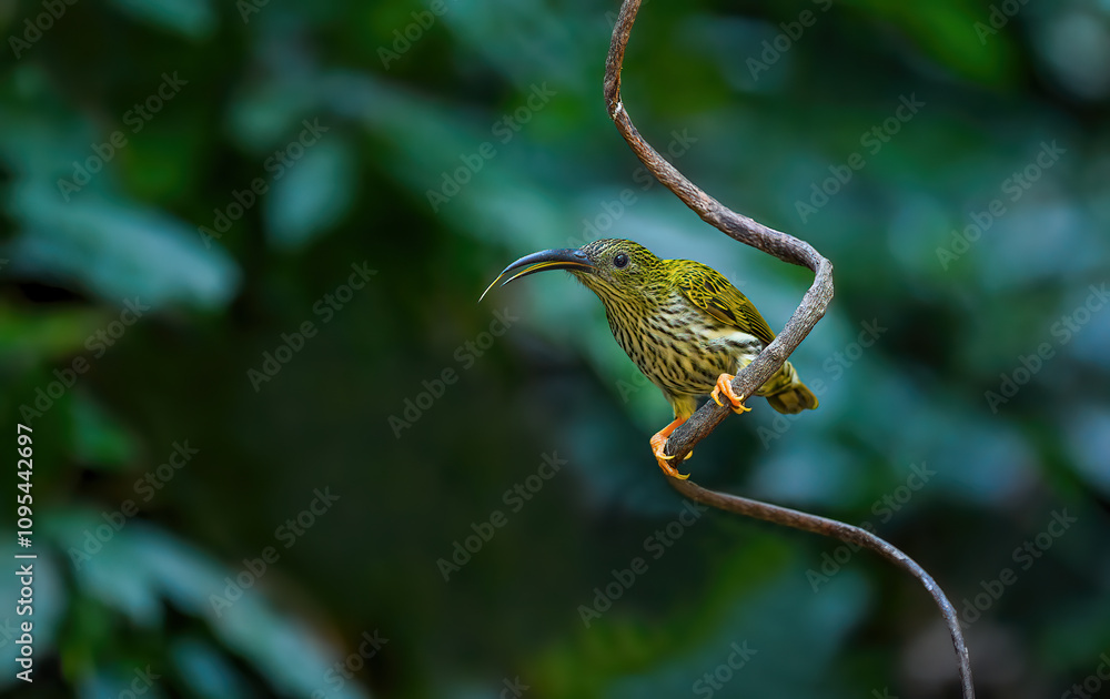 Long-billed Spiderhunter The upper body, wings and tail are greenish yellow. The neck and lower body are grayish-white. Shins and feet are bright orange.(Streaked spiderhunter )
