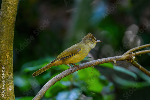 Obraz na płótnie Thailand, bird and wildlife. Ochraceous bulbul on tree branch. w salonie