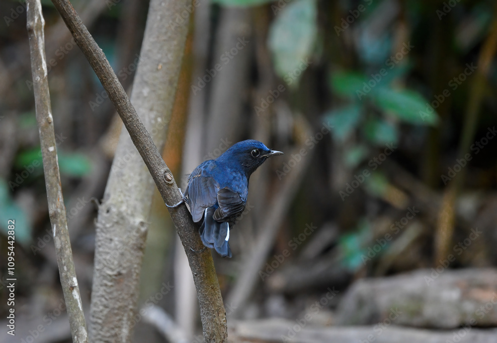 Thailand bird watching, wild life.White-tailed robin