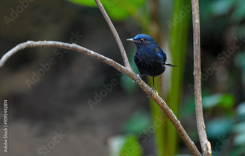 Obraz na płótnie Thailand bird watching, wild life.White-tailed robin w salonie
