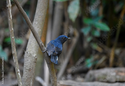 Obraz na płótnie Thailand bird watching, wild life.White-tailed robin w salonie