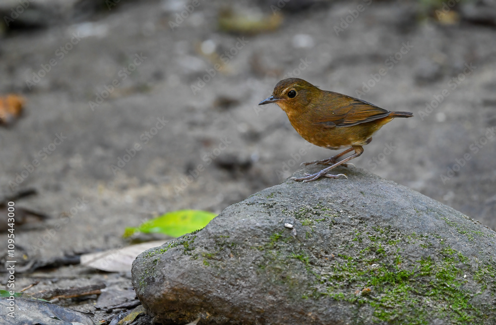 Thailand bird watching, wild life.( Lesser shortwing ) Thailand bird watching, wild life.( Lesser shortwing )