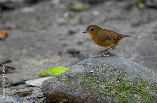 Obraz na płótnie Thailand bird watching, wild life.( Lesser shortwing ) w salonie