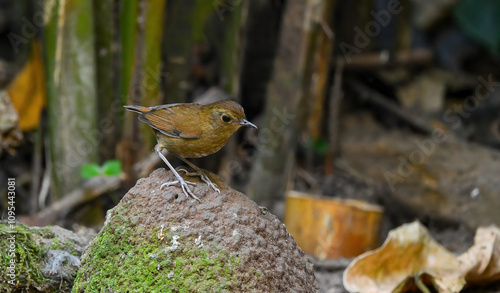 Obraz na płótnie Thailand bird watching, wild life.( Lesser shortwing ) w salonie