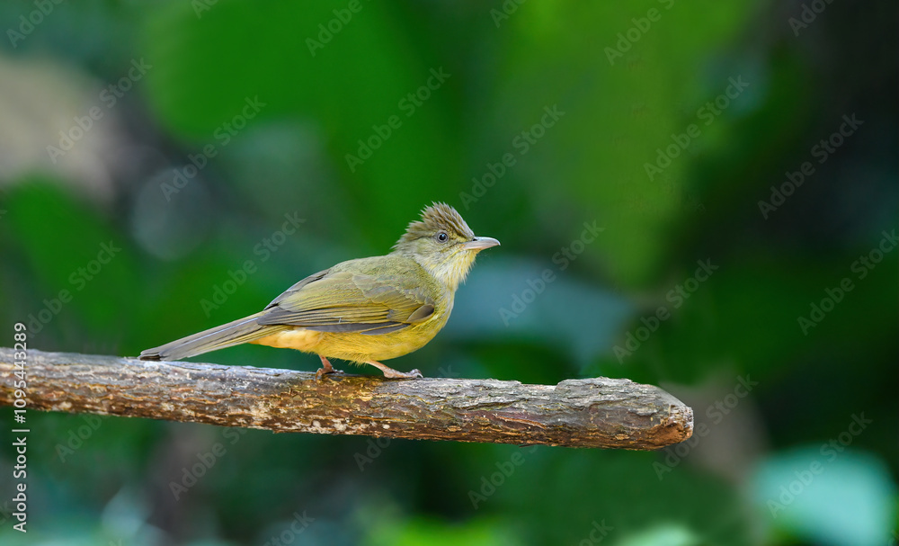 Thailand, bird and wildlife. Ochraceous bulbul on tree branch.